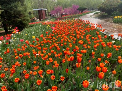 石家庄市植物园第十五届郁金香文化节开幕“郁见你真好”