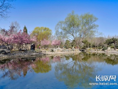 石家庄海棠、樱花演绎缤纷花事植物园2019春季赏花节即将拉开序幕