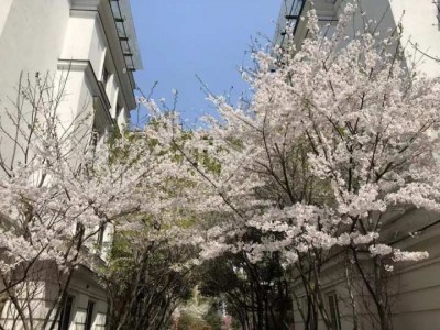 沿江在杭州楼市几乎就是“小透明”“看样子这次钱江新城二期地块出来